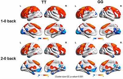 Effects of an APOE Promoter Polymorphism on Fronto-Parietal Functional Connectivity During Nondemented Aging